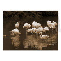Flamingos cards