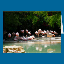 Flamingos cards