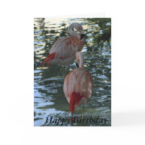 Flamingos Greeting Cards