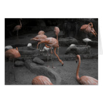 Flamingos! cards by Dynomoose Flamingos! cards