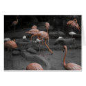 Flamingos! cards