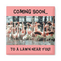 Flamingos, Coming Soon..., To a Lawn Near You! magnets