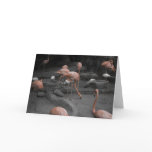 Flamingos customizable card