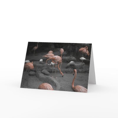 Flamingos customizable card by Dynomoose