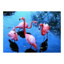 Flamingos Dancing posters by ANGELHELEN Flamingos Dancing posters