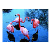 Flamingos Dancing posters