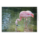 Flamingo's Drink cards