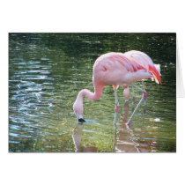 Flamingo's Drink cards