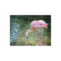 Flamingo's Drink posters