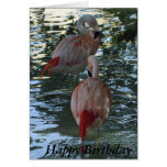 Flamingos Greeting Cards