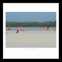 Flamingos in Flight posters