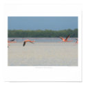 Flamingos in Flight posters by MichaelArthurJones Flamingos in Flight posters