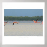 Flamingos in Flight Print