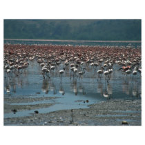 Flamingos, Lake Nakuru, Kenya Flyer Design