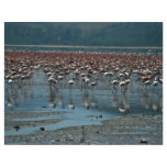 Flamingos, Lake Nakuru, Kenya flyers