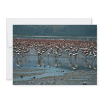 Flamingos, Lake Nakuru, Kenya Custom Invitations