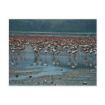 Flamingos, Lake Nakuru, Kenya Postcards