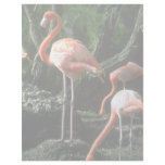 Flamingos Customized Letterhead