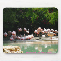 Flamingos Mousepad mousepads
