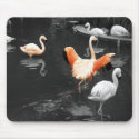 Flamingos mousepads by JavaMama730 Flamingos mousepads