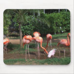 flamingos