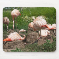Flamingos mousepads