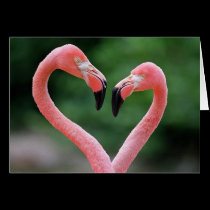 Flamingos note card cards
