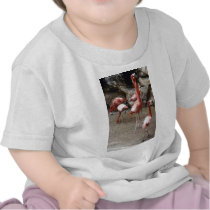 Flamingos on Parade t-shirts by Sky_Blue_Photography Flamingos on Parade t-shirts