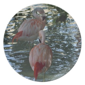 Flamingos fuji_plate