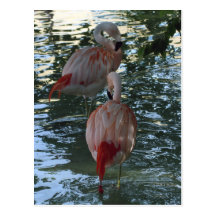 Flamingos Post Cards