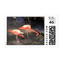 Flamingos Postage