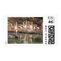 flamingos postage