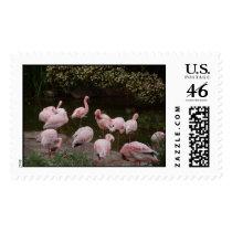 Flamingos postage