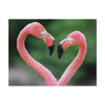Flamingos postcard