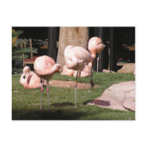 Flamingos postcards