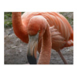 Flamingos Postcard