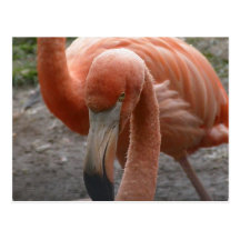 Flamingos Postcard