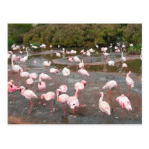 Flamingos postcard