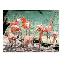 Flamingos Postcard