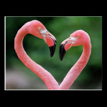 Flamingos postcard postcards