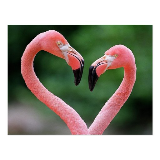 Flamingos postcard