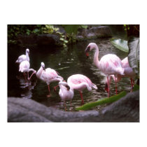 flamingos poster posters