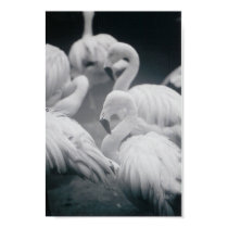Flamingos posters