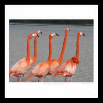 Flamingos posters