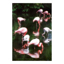 flamingo's posters