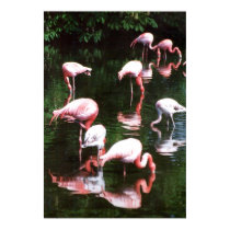 flamingo's posters