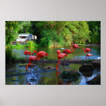 Flamingos Poster