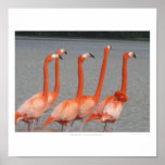 Flamingos Posters