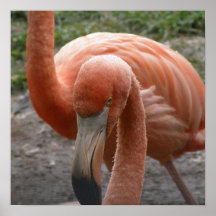 Flamingos Poster