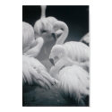 Flamingos posters